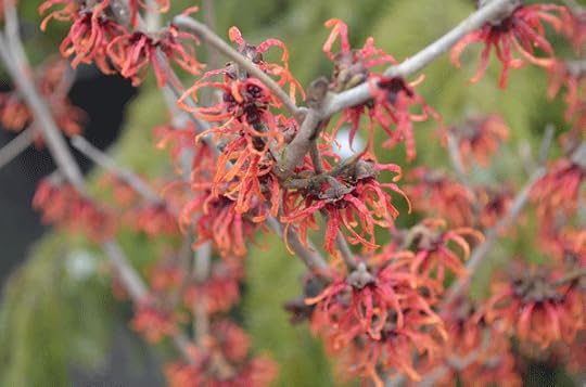 Winter blooming Diana Witch Hazel, or Hamamelis x intermedia 'Diana'