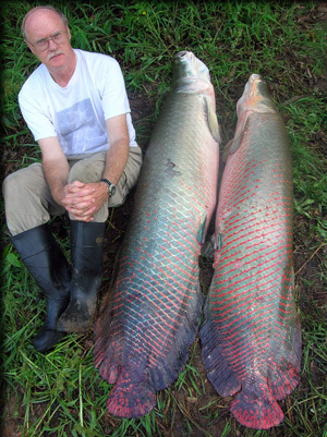 Stewart with other Arapaima species