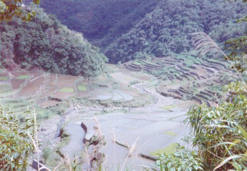 Rice Terraces 1996 a