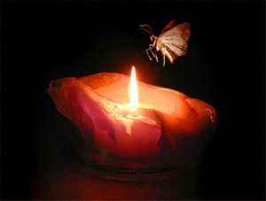 moth-to-solar-flame