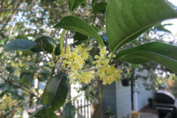 sweet olive tree