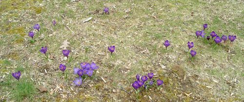 31013crocus1