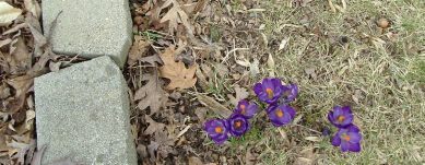 crocus31013