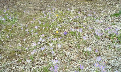 31013crocus2