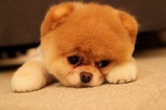Boo-The-Dog-sad