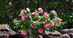 Pink standard rose and dry stone wall