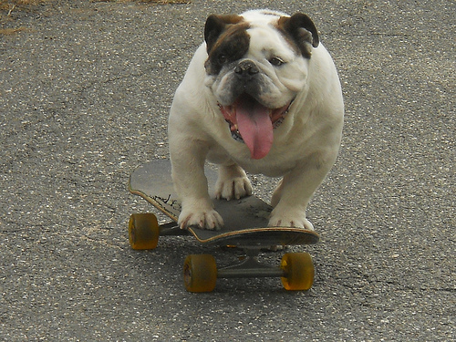 Ziggy rides