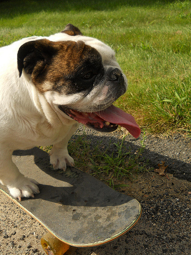 Ziggy at the curb
