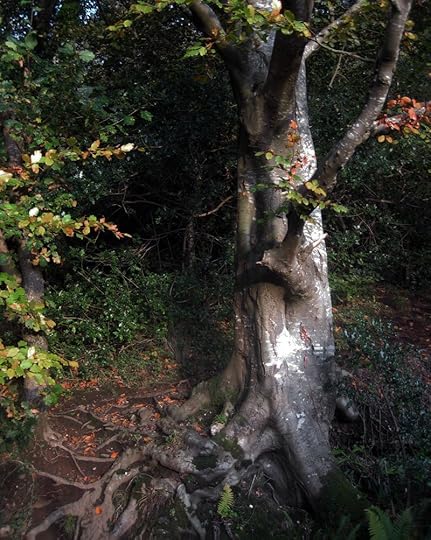 Tree roots