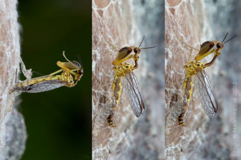Mantidfly emerging from a spider egg sack on the tree trunk in Cambodia. [Canon 1Ds MkII, Canon 100mm macro, MT 24EX twin light]