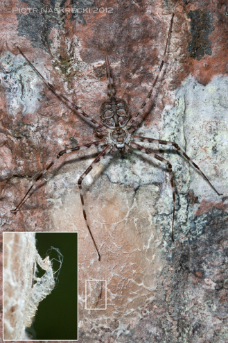 The female two-tailed spider (Hersilia sp/) is still guarding her egg sack, unaware that all her eggs have probably been devoured by a mantidfly; the inset shows an empty pupal skin of the recently hatched mantidfly. [Canon 1Ds MkII, Canon 100mm macro, MT 24EX twin light]