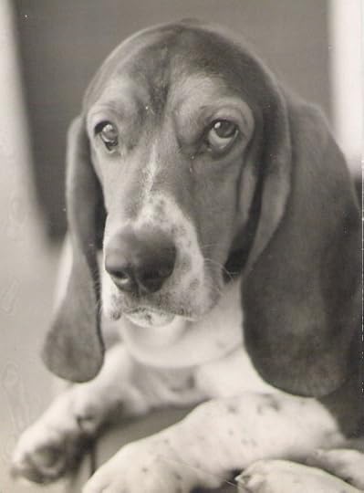 My First Basset Love