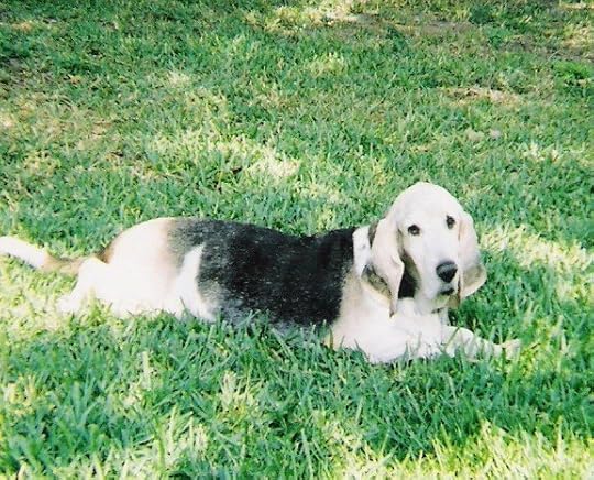 The last photo of our sweet old girl