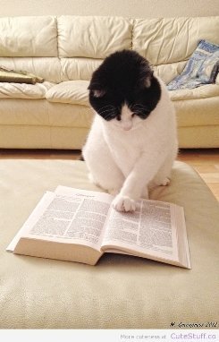 Cat reading a book