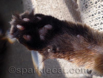 My black paws are one of my coolest features, I think!