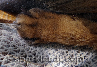 This is actually my back paw, and I was stretching my toes when the photo was taken