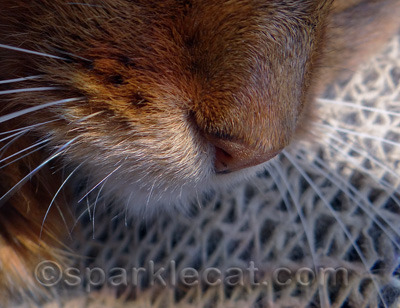 Yes, I do have a freckle on my nose.