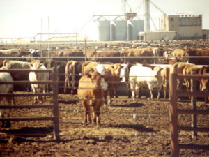 factory farm