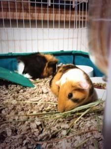 Bandit and Critic
