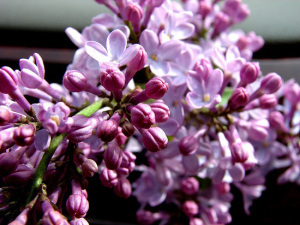 lilacs