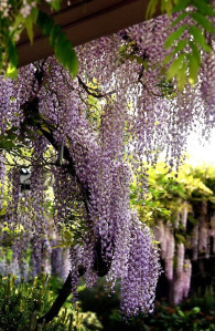 wisteria