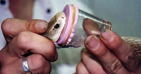 Taipan Antivenom