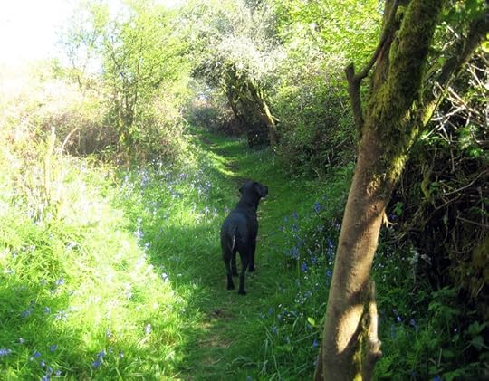 Tilly on the bluebell path 1