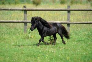 littlehorse