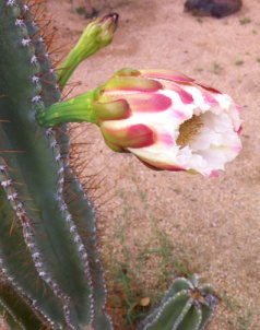 Fencepost cactus, about to bloom. The flowers are so large and generous for the climate.