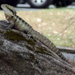 Free-roaming lizard