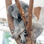 Most koalas seem to sleep all the time. In random positions.