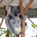 Koala...awake.