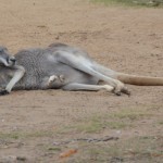 Kangaroo with joey in her pouch--notice how she has it stuffed in there face first, with just legs sticking out?