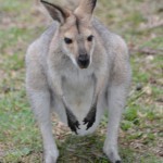 Kangaroo!