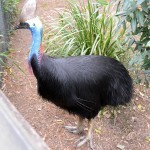 Southern Cassowary
