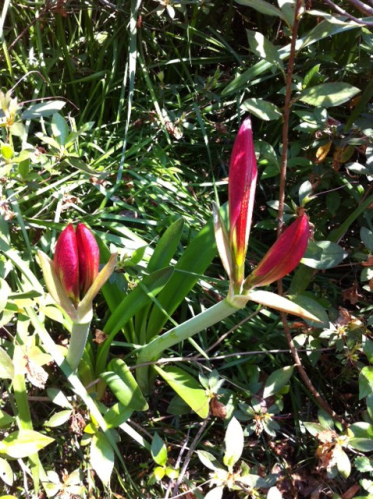 Amaryllis