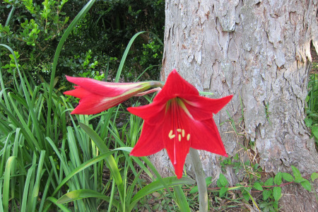 amaryllis 2