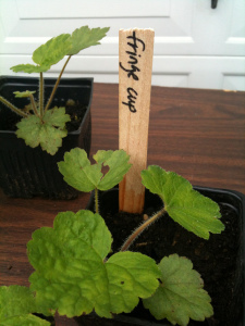 Bring home one of these little pots of fringe cup ...