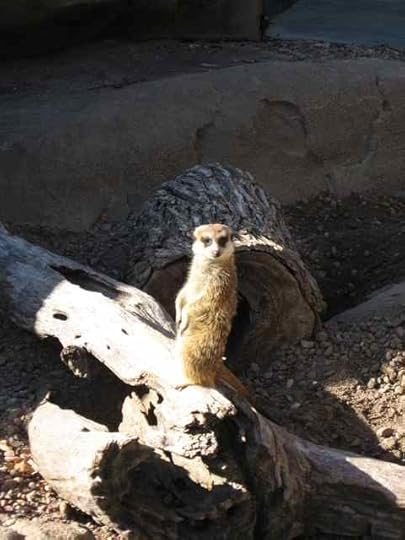 Meerkat_7046