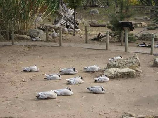 Bar-headed-goose_7022