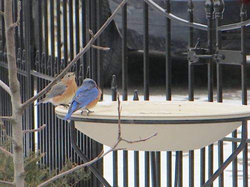 Bluebirds2-21