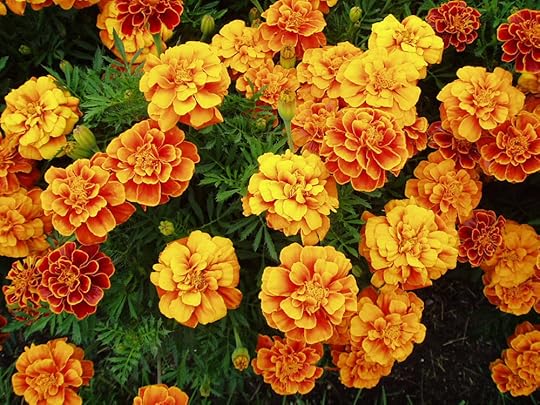 Marigold blossoms can be strung between doorposts to keep evil out of the house. If a girl steps onmarigold petals with her bare feet, she will be able to understand the languages of birds.