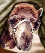 camels-nose-inside-the-tent