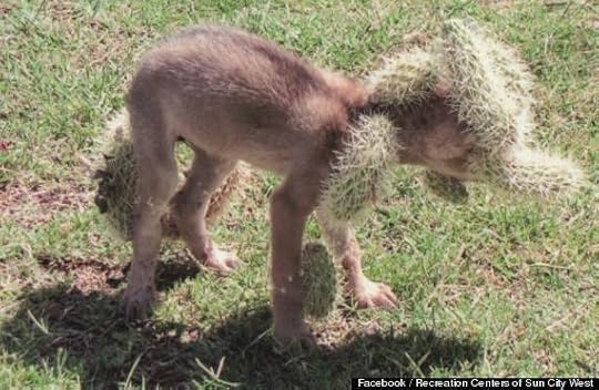 coyote pup cactus