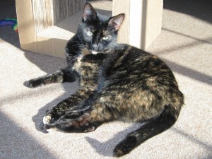 Allegra_with_Kittyblock