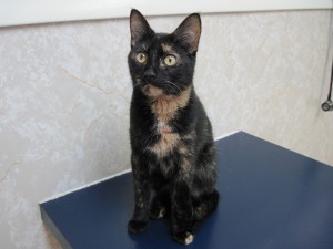 tortoiseshell kitten
