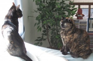 Amber showing Allegra the ropes