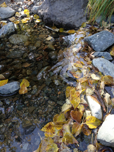 Living fish are difficult to photograph!