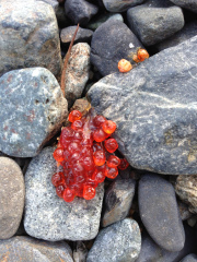 Salmon spawn=trout treat!