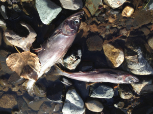 Easier to capture these guys ...